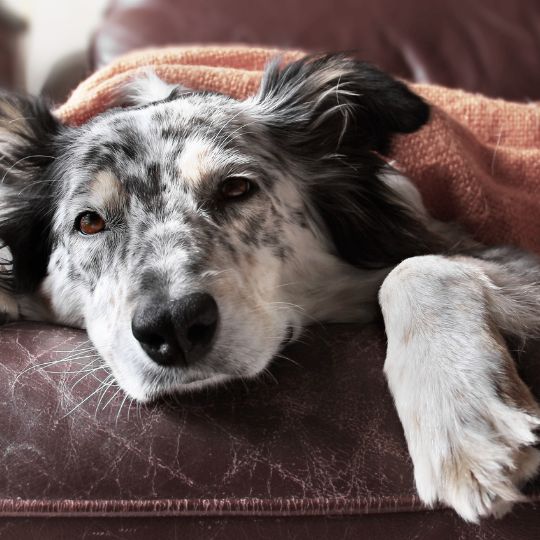 dog with blanket